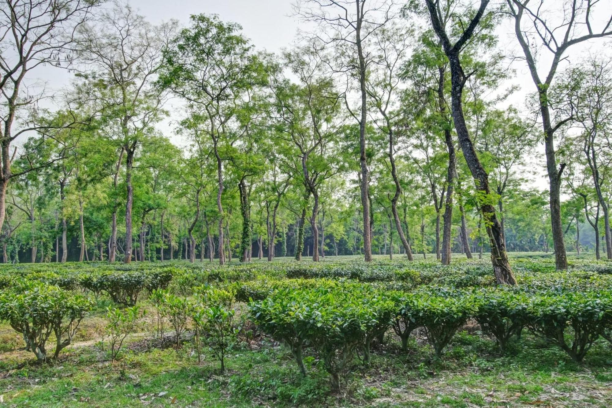 Hotel O Heritage Nest Resort Kazirnga Kaziranga Ngoại thất bức ảnh